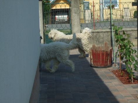 dscf2236.jpg