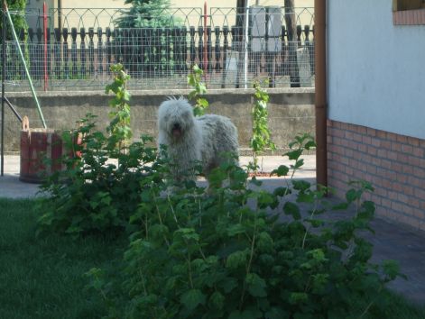 dscf2254.jpg