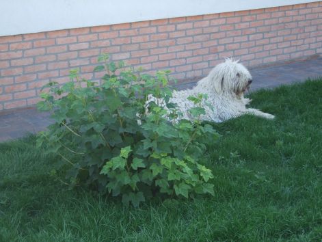 dscf2263.jpg