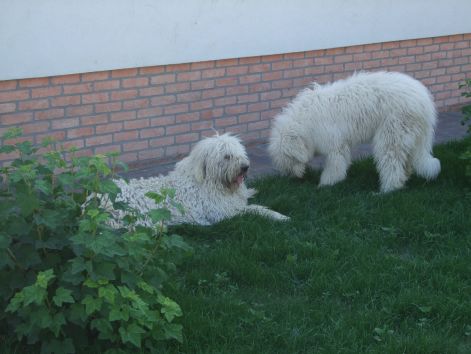 dscf2265.jpg