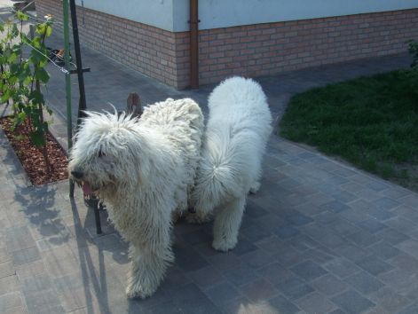 dscf2268.jpg