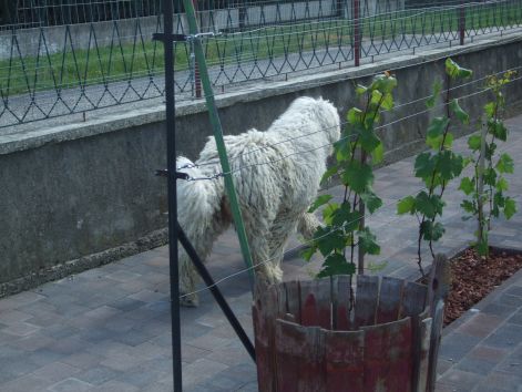 dscf2270.jpg
