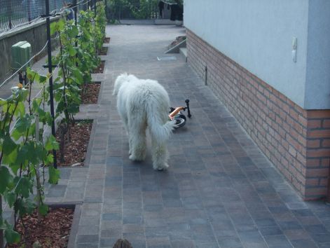 dscf2271.jpg